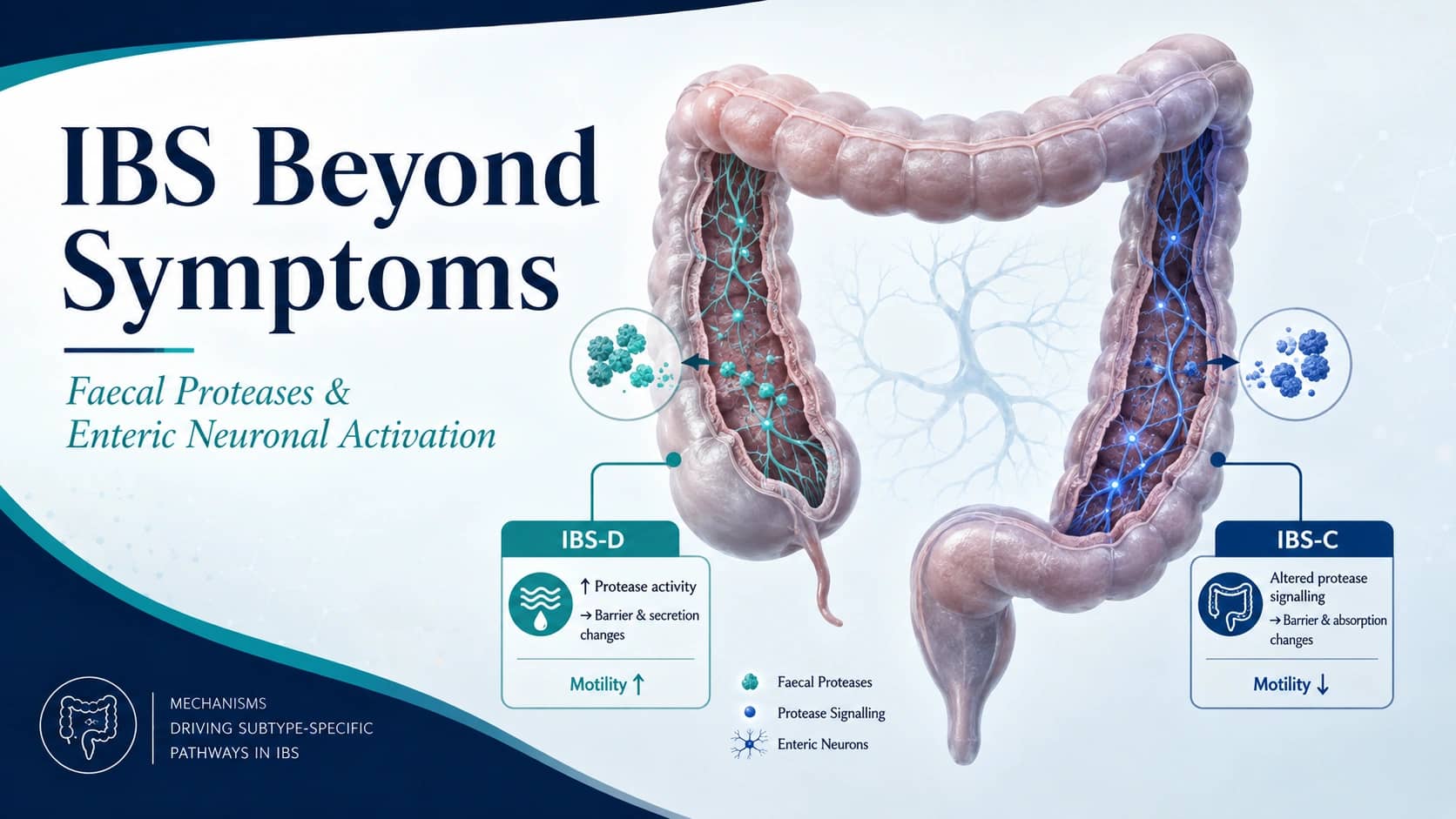 IBS Beyond Symptoms: What Faecal Proteases and Enteric Neuronal Activation May Be Telling Us