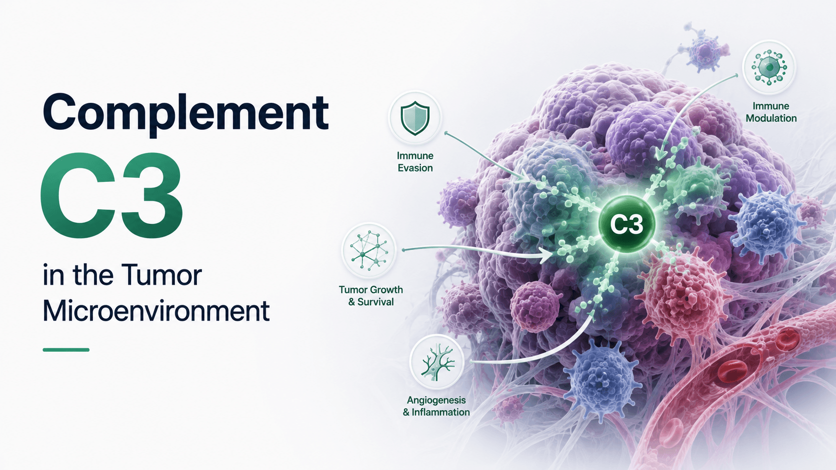 Complement C3 in the Tumor Microenvironment: A New Biomarker for Immunotherapy Response in Hepatocellular Carcinoma