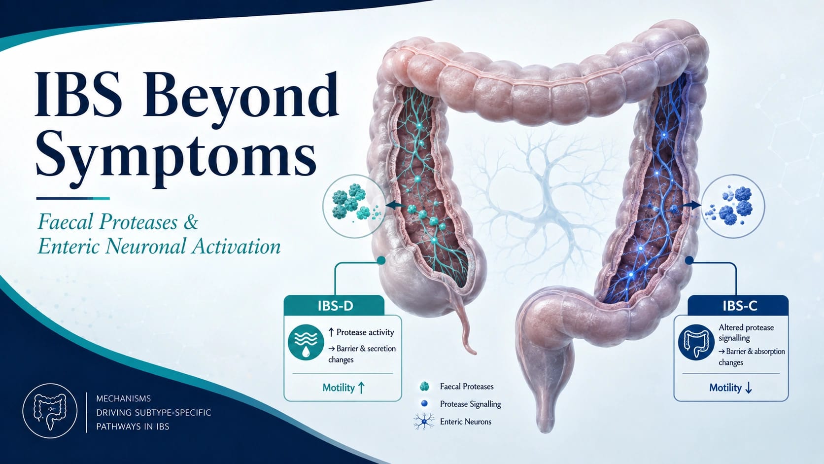 IBS Beyond Symptoms: What Faecal Proteases and Enteric Neuronal Activation May Be Telling Us