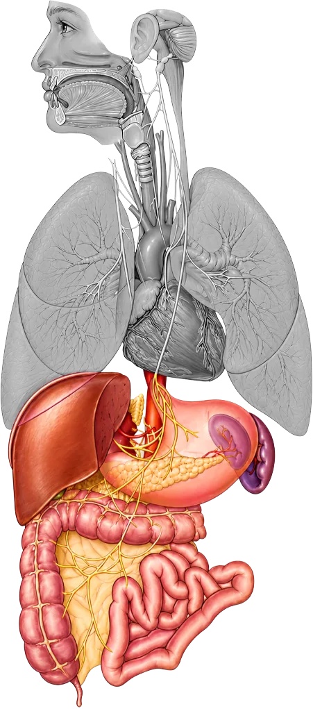 Human Anatomy