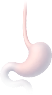 Esophagus and Stomach