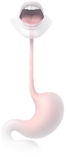 Upper GI Tract